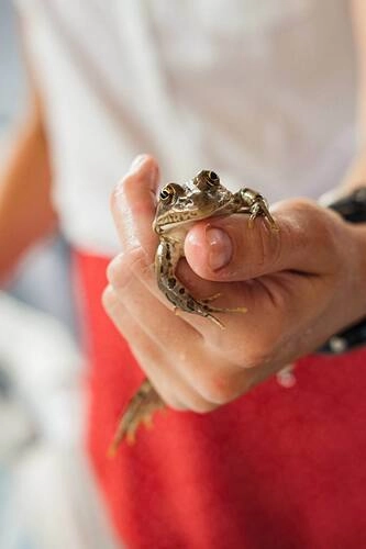 Как построить бизнес на лягушачьх лапках: Одна лягушка в день съедает семь насекомых
